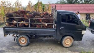 Polisi Amankan Pelaku Pencurian Kelapa Sawit di Lamandau yang Dibuai Publik