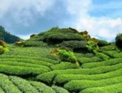 10 Lokasi Sarapan Terbaik di Bandung: Nikmati dari Matahari Terbit!
